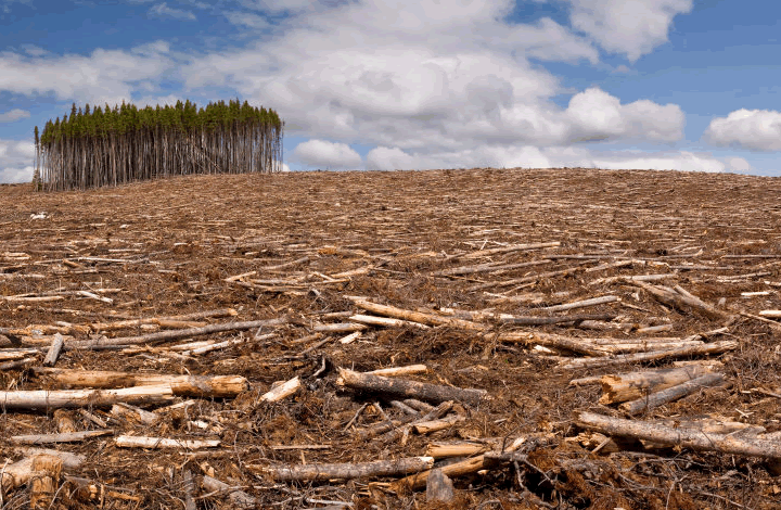 Как связаны вырубка леса и наводнения? Объяснил эксперт WWF
