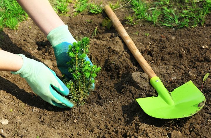 Проект “ПосадиЛес” посадит деревья в честь Дня Победы и за мир на Земле