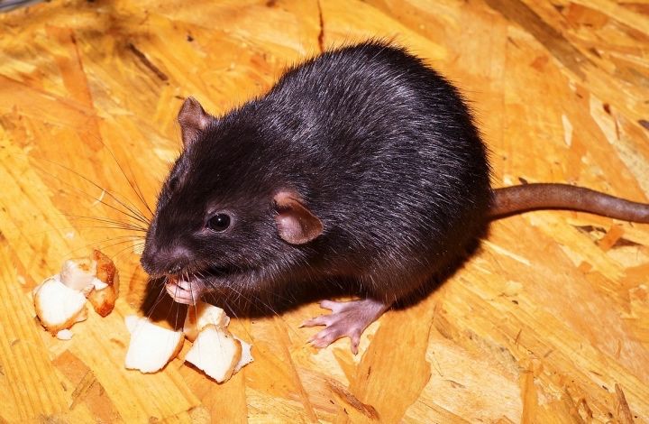 Зоолог: крыс можно уважать