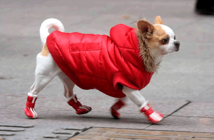 Зоопсихолог рассказала, как одевать собак зимой