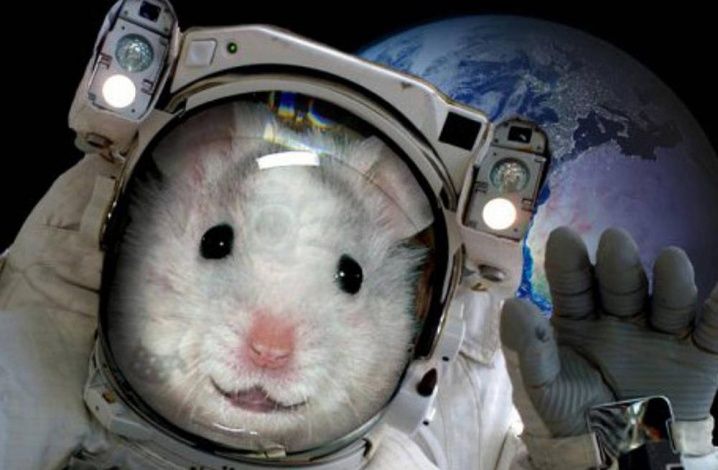 Российский "Ноев ковчег": зачем отправлять мышей дальше МКС?