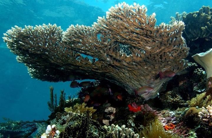 Биолог: изучение кораллов поможет в борьбе с аллергией и онкозаболеваниями