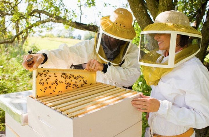 Пчеловод о вреде применения гербицидов: пчела даже не долетает до улья, она нахватается этой гадости и потом погибает