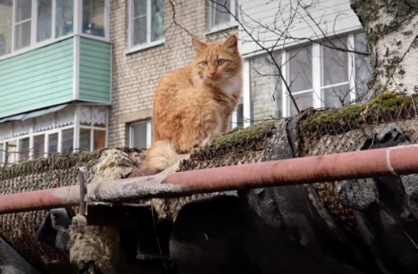 Более 220 тысяч котов будут греться зимой от теплотрасс с поврежденной изоляцией