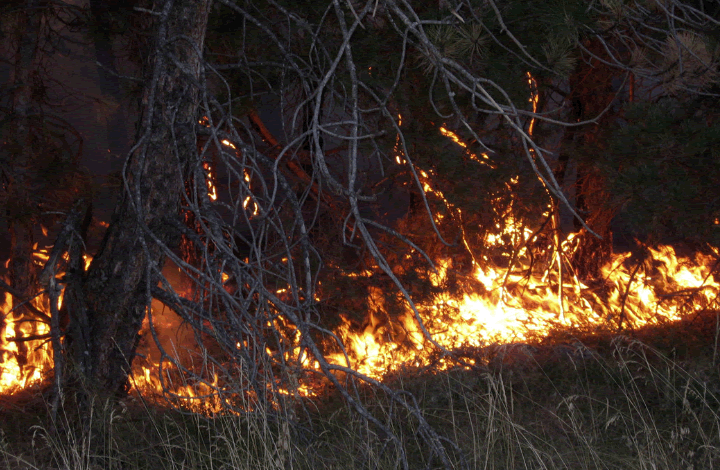 Лесные пожары в Сибири. Разбираем причины возникновения