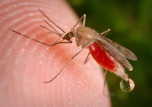 Малярийные комары в Москве