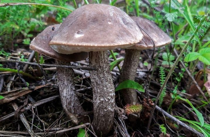 Опасные грибы. Аллерголог предупредила о рисках при сборе "даров леса"