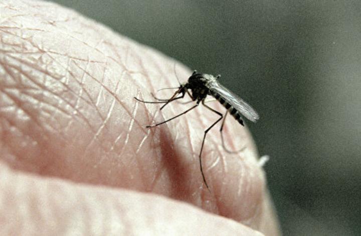 Ученый рассказал, в каком случае малярийные комары бывают опасны