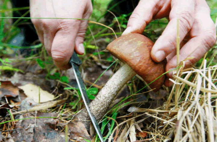 Срезать или выкручивать: В Роскачестве напомнили, как правильно собирать грибы