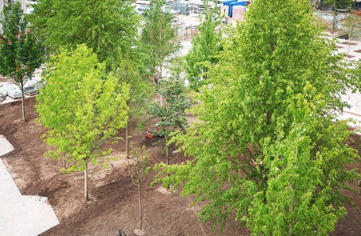 В Москве появился новый вишневый сад