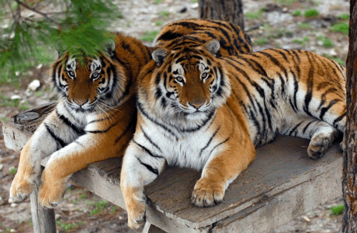 На границе Польши и Белоруссии погибают тигры, которых везли в Россию