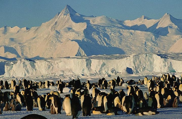 Антарктический туризм? Ученые против