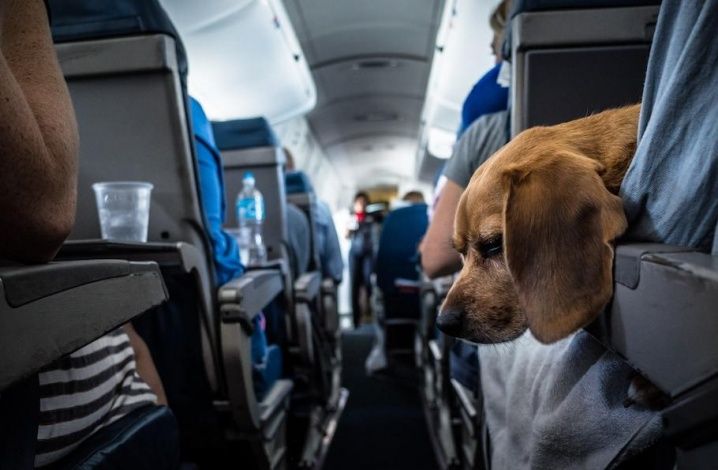 Кинолог предложил изменить правила провоза животных в салоне самолета