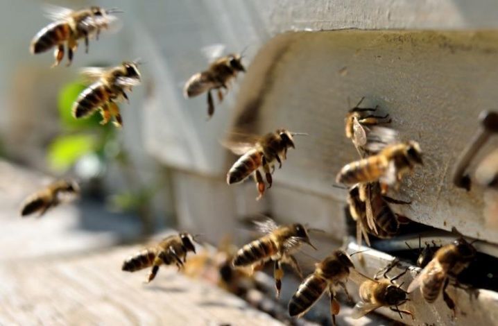 Пчеловод рассказал о "медовой вакцине" от недугов