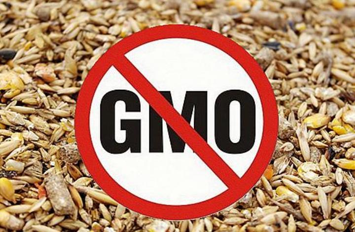 Генетик призывает отказаться от ввоза ГМО в Россию