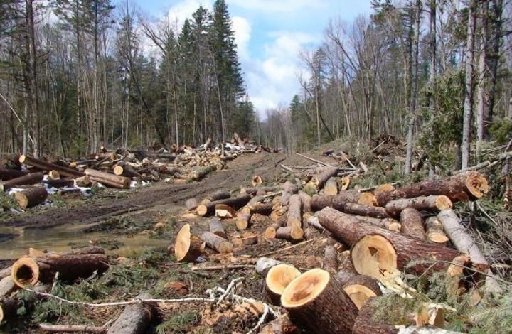 Народный фронт в Подмосковье помог остановить незаконную вырубку леса вблизи деревни Корчманово