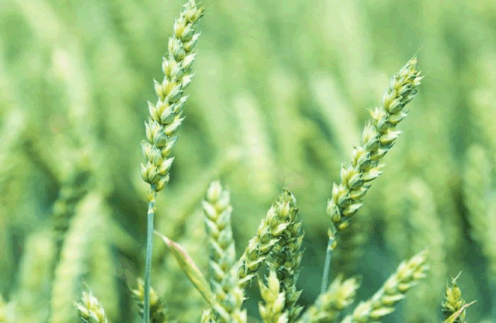 Почему качественная пшеница не пользуется спросом?