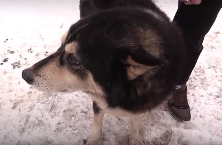 Живодеры угрожают убить спасенного из озера пса Черныша