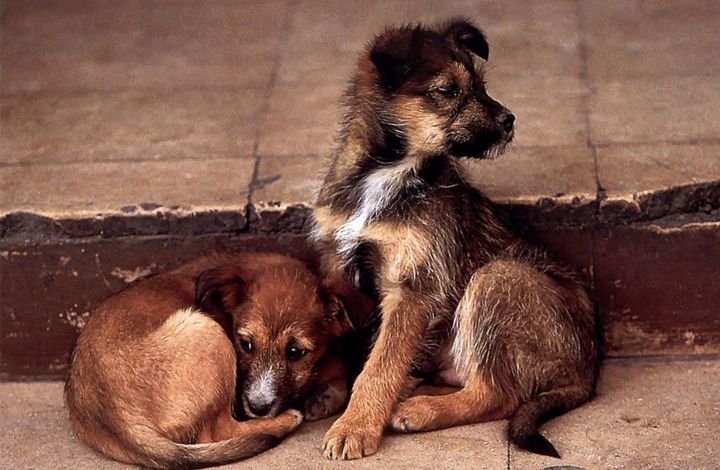 ​Путин призвал решить проблему жесткого обращения с бездомными животными