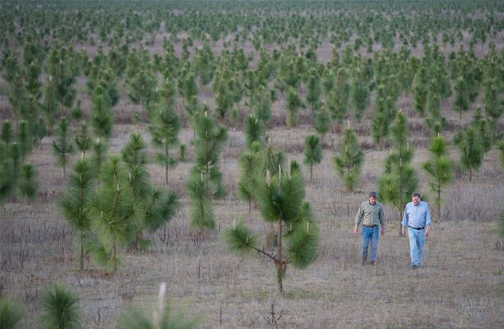 Китай высадит в 2018 году 6,5 млн гектаров леса