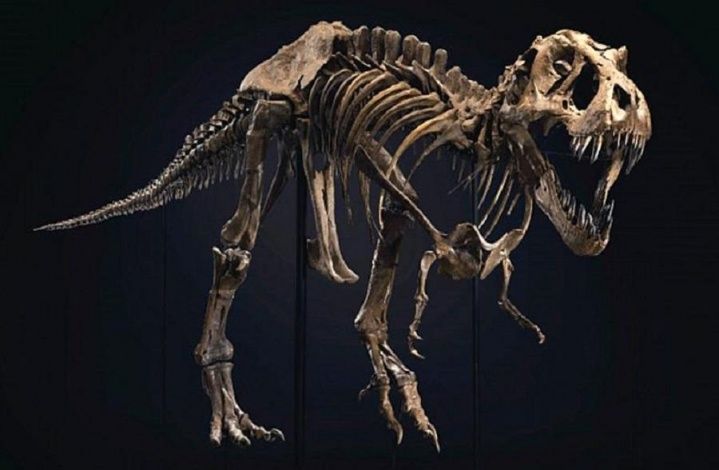 Будет ли "Парк Юрского периода"? Кости динозавра из России оценили