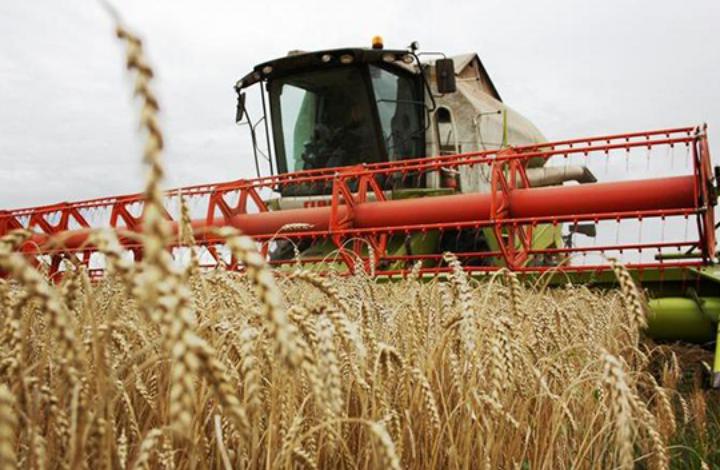 Россию ждет богатый урожай зерна. Как это скажется на цене хлеба?