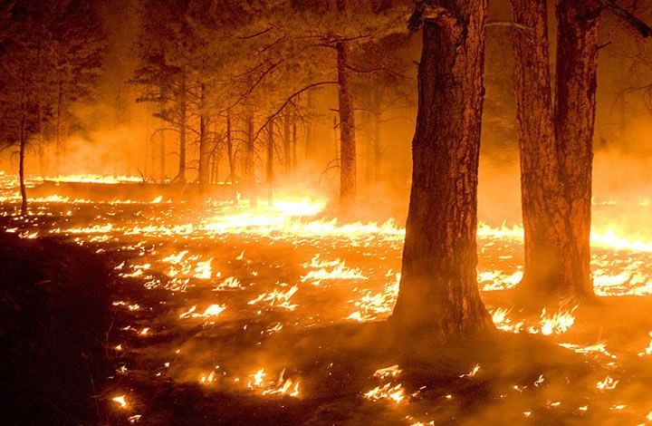 Почему летом часто горят леса