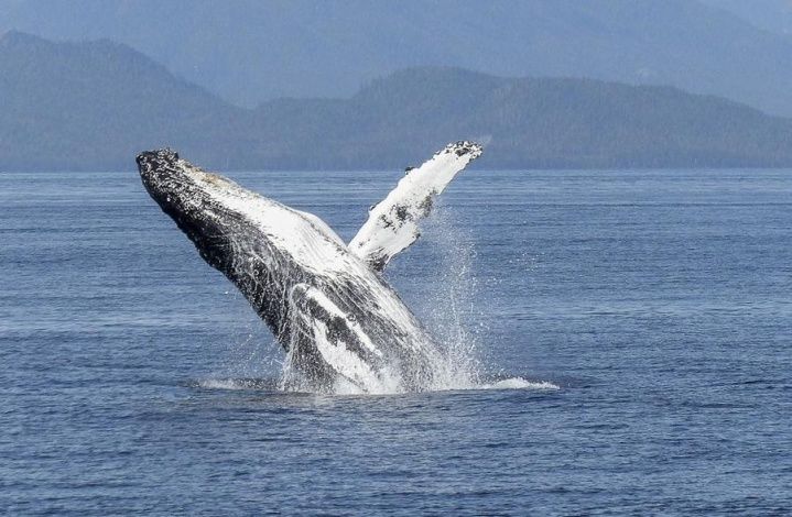 Биолог оценил предложение о запрете вылова китов и дельфинов