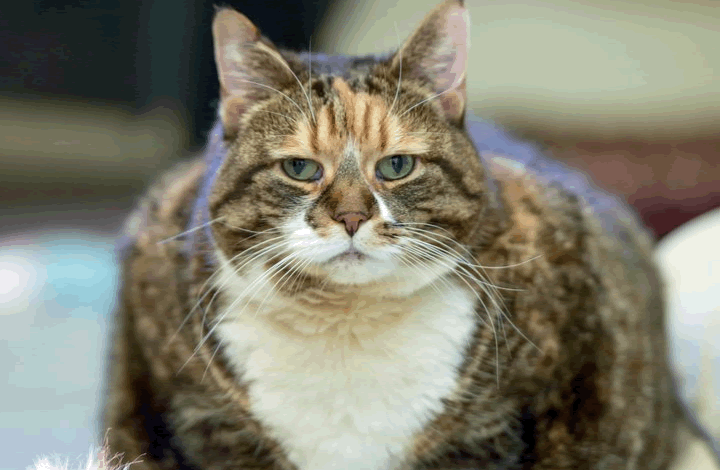Зоопсихолог: толстый кот – ответственность хозяина