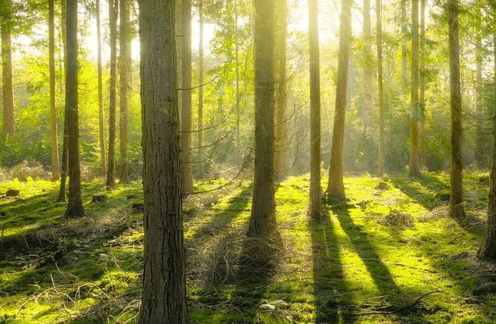 Круглый стол “Климатозащитные леса и экологическая безопасность России”