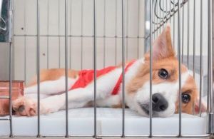 В России могут запретить продажу собак и кошек в зоомагазинах