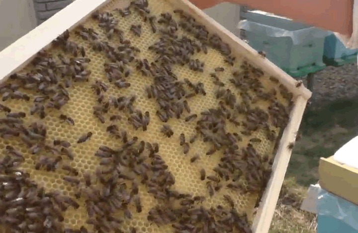 Вымирание пчел и мед с пестицидами. Пора паниковать?