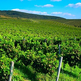 Госпрограмма поддержки сельского хозяйства в Севастополе должна к 2019 году обеспечит рост производства виноматериалов на 38%