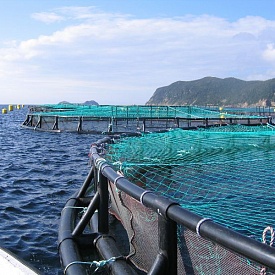 Ученые из Китая, и бизнесмены Сахалина заинтересованы принять участие в разведении марикультуры в акватории Черного моря