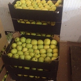 На складе одного из севастопольских торговых предприятий обнаружены санкционные польские яблоки