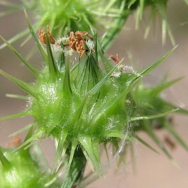 На железнодорожной станции ФГУП «Крымская железная дорога» выявили очаг карантинного растения