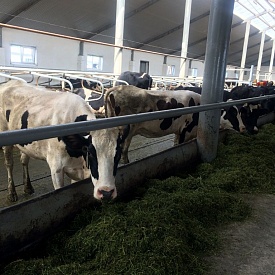 В Севастополе будут развивать сельскохозяйственную потребительскую кооперацию