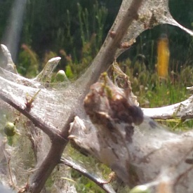 В Севастополе появились гусеницы Горностаевой черемуховой моли
