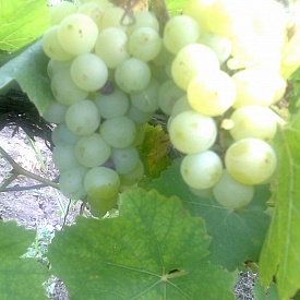 Севастопольские предприятия начали сбор винограда