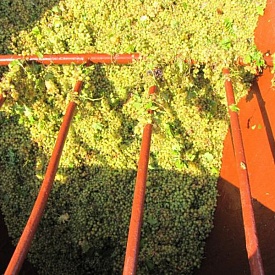 Департамент сельского хозяйства Севастополя при принятии защищённой маркировки вин нашёл компромисс между интересами малых виноделов и крупных винзаводов региона
