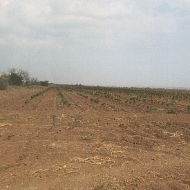 Севастопольские аграрии получили первые субсидии на развитие виноградарства
