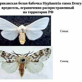 В различных микрорайонах Севастополя проводятся мероприятия по борьбе с Американской белой бабочки при помощи феромонных ловушек