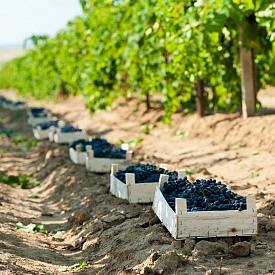 Госпрограмма поддержки сельского хозяйства в Севастополе должна к 2019 году обеспечит рост производства виноматериалов на 38%